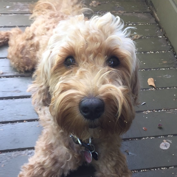 Meet your Posher, Amanda - Picture 1 of 1